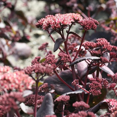 (Vetkruid) Sedum Purple Emperor