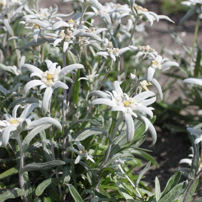 (Edelweiss) Leontopodium alpinum