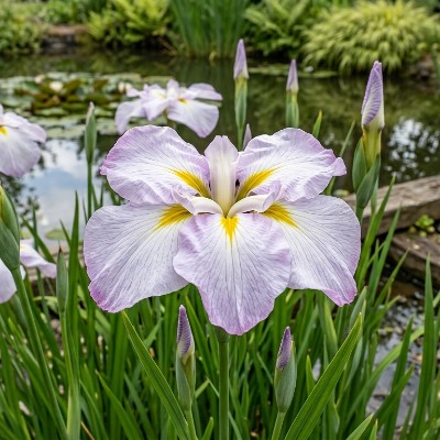 (Lis) Iris Ensata Lady in Waiting