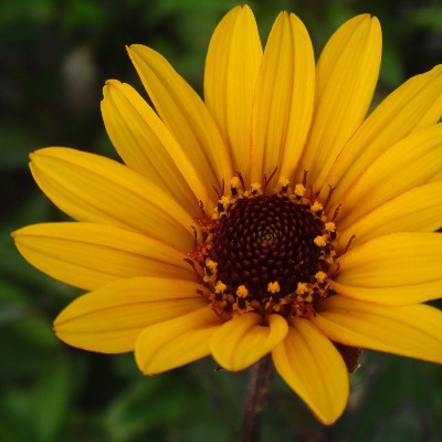 (Zonneoog) Heliopsis helianthoides 'Summer Nights'