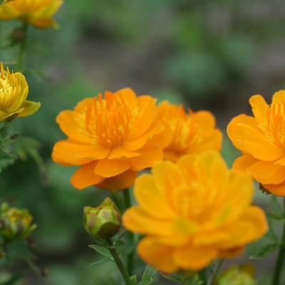 (Kogelbloem) Trollius chinensis 'Golden Queen'