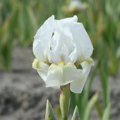 (Lis) Iris Pumila Dream Stuff