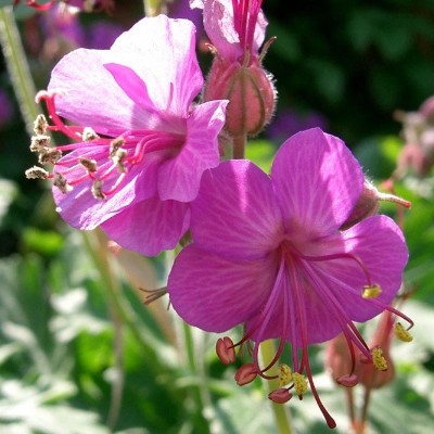 (Ooievaarsbek) Geranium macrorrhizum 'Bevan's Variety'