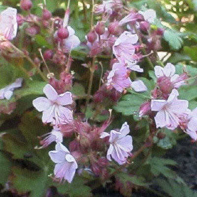 (Ooievaarsbek) Geranium macrorrhizum 'Ingwersen's Variety'