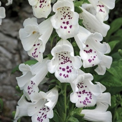 (Vingerhoedskruid) Digitalis purpurea 'Camelot White'