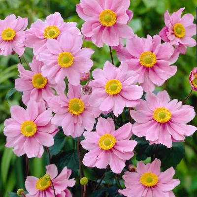 (Anemoon) Anemone hybrida 'Serenada'