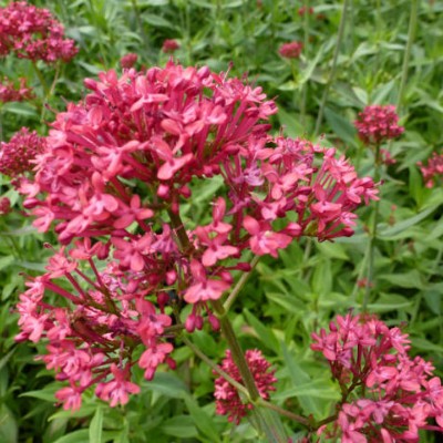 (Rode Valeriaan) Centranthus ruber 'Rosenrot'