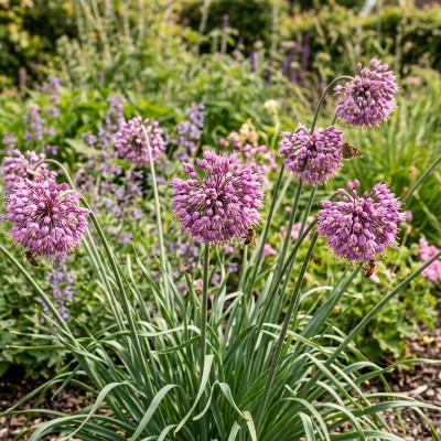 (Look) Allium nutans 'Caroline'