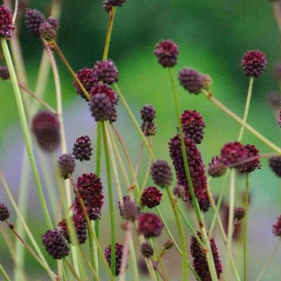 (Pimpernel) Sanguisorba officinalis 'Lum'