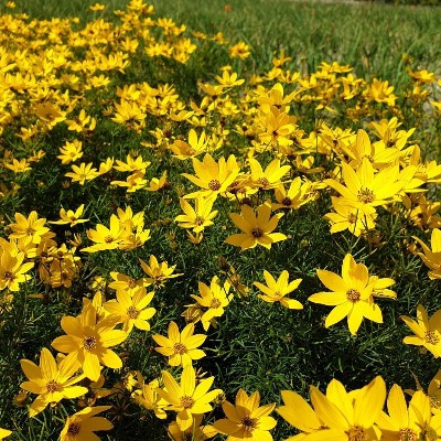 (Meisjesogen) Coreopsis verticillata 'Zagreb'