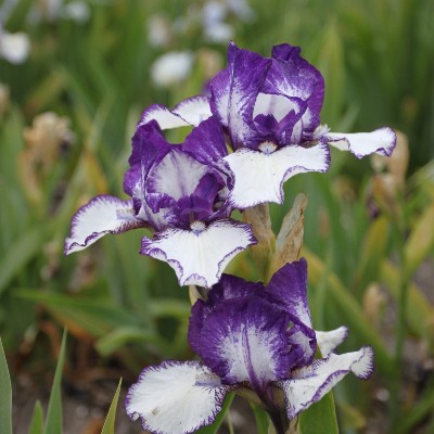 (Lis) Iris Germanica Rare Edition
