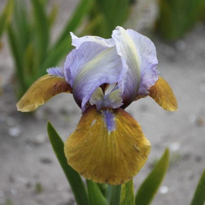 (Lis) Iris Pumila Hocus Pocus