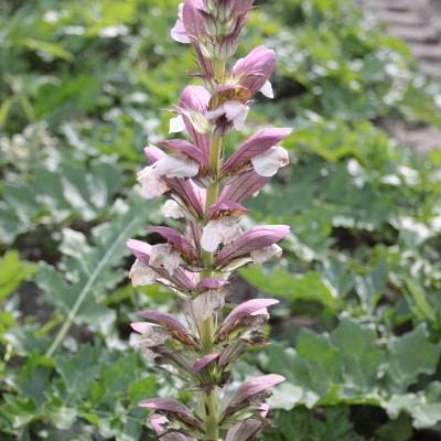 (Acanthus) Acanthus hungaricus 'White Lips'