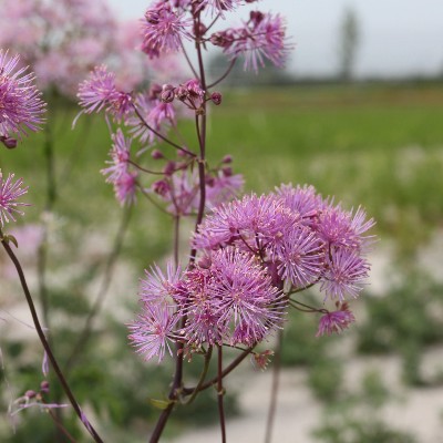 (Thalictrum) Thalictrum aquilegifolium