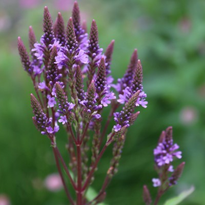 (Ijzerhard) Verbena hastata 'Blue Spires'