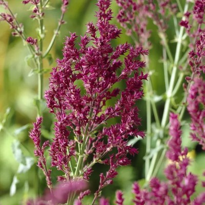 (Salie) Salvia nemorosa Schwellenburg