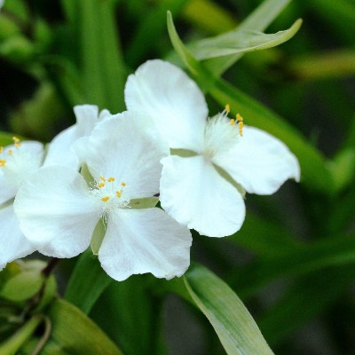 (Eendagsbloem) Tradescantia (A) 'Innocence'