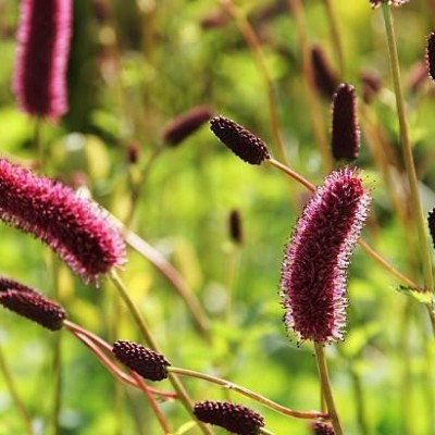 (Pimpernel) Sanguisorba menziesii
