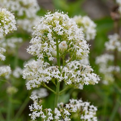 (Rode Valeriaan) Centranthus ruber 'Albus'