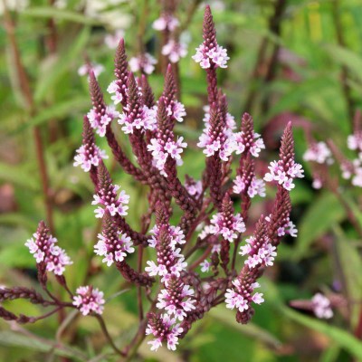 (Ijzerhard) Verbena hastata 'Pink Spires'