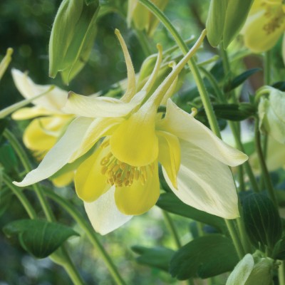 (Akelei) Aquilegia Spring Magic Yellow'