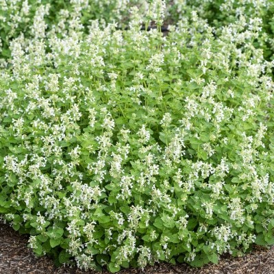 (Kattenkruid) Nepeta faassenii 'Alba'