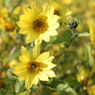 (Zonneoog) Heliopsis Lemon Queen