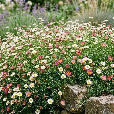 (Fijnstraal) Erigeron karvinskianus 'Blütenmeer'