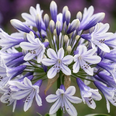 (Afrikaanse lelie) Agapanthus Twister
