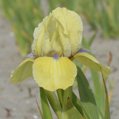 (Lis) Iris Pumila Stockholm