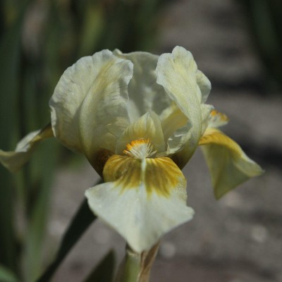 (Lis) Iris Pumila Forest Light
