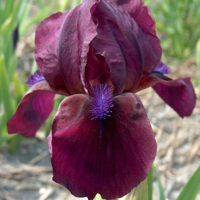 (Lis) Iris Pumila Cherry Garden