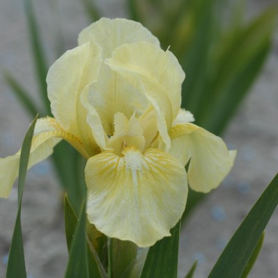 (Lis) Iris Pumila Beryl Green