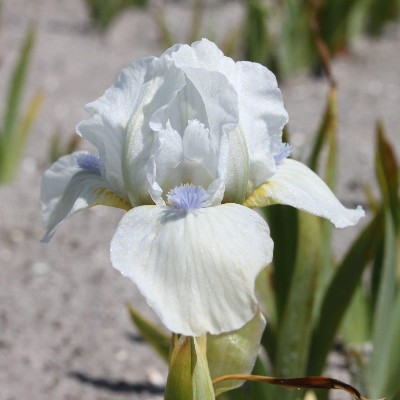 (Lis) Iris Pumila Westar
