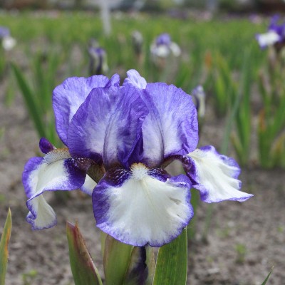 (Lis) Iris Pumila Jennie Grace