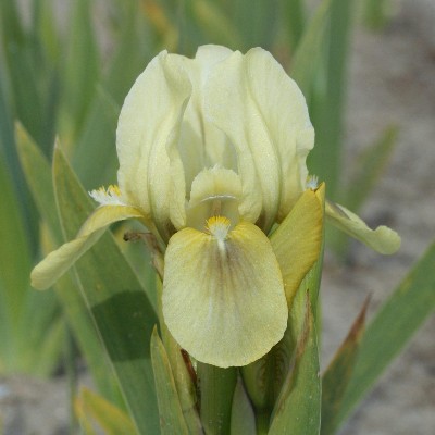 (Lis) Iris Pumila Green Spot