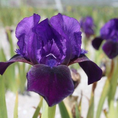 (Lis) Iris Pumila Little Shadow
