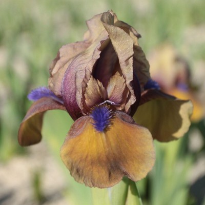 (Lis) Iris Pumila Jannalias
