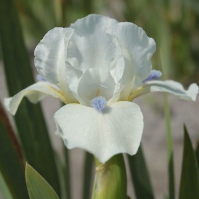 (Lis) Iris Pumila Star of Africa