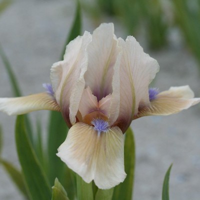 (Lis) Iris Pumila Peach Eyes