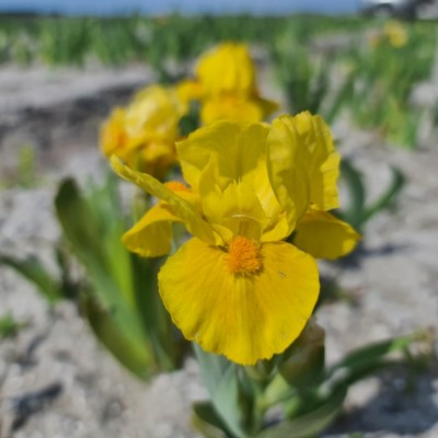 (Lis) Iris Pumila Golden Gloves