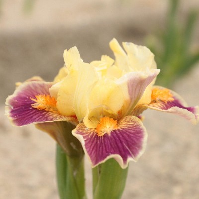 (Lis) Iris Pumila Hola