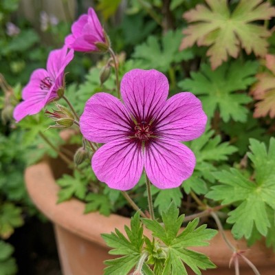 (Ooievaarsbek) Geranium Patricia