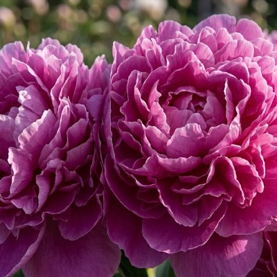 (Pioen) Paeonia Amabilis