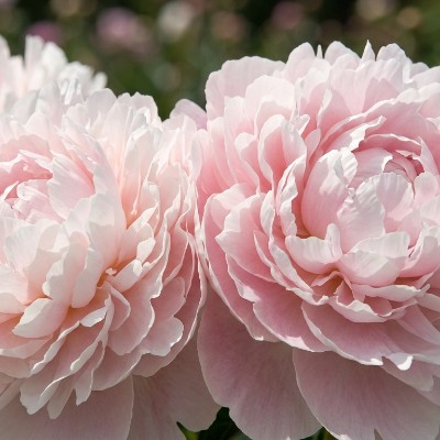 (Pioen) Paeonia Shirley Temple