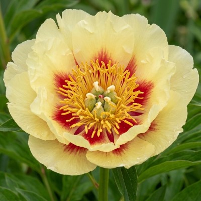 (Pioen) Paeonia Itoh Prairie Charm