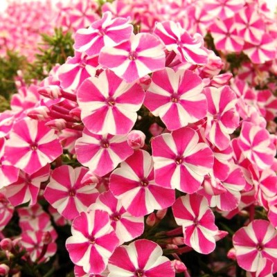 (Vlambloem) Phlox Peppermint Twist