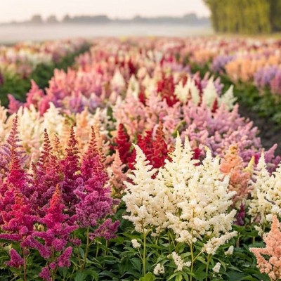 Astilbe Pakket van 10st
