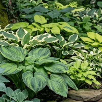 Hosta Pakket van 10st