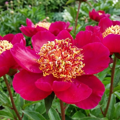 (Pioen) Paeonia Sword Dance